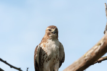 juvenile red-tailed hawk perched and sunbathing on a branch - buteo jamaicensis