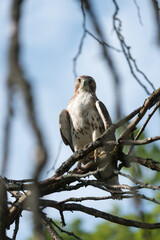 juvenile red-tailed hawk perched and sunbathing on a branch - buteo jamaicensis