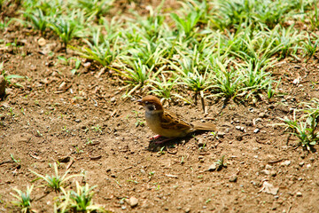 Obraz premium A sparrow on the park in Japan.