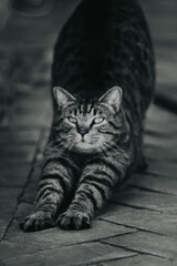 black and white photo of house cat