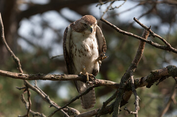 juvenile red-tailed hawk perched and sunbathing on a branch - buteo jamaicensis