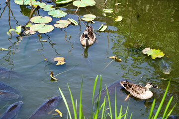 Ducks and koi fish in the pond.