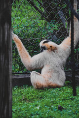 Naklejka premium Primate in zoo