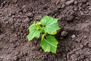 Small plant of cucumber. Ecology lifestyle farm garden concept