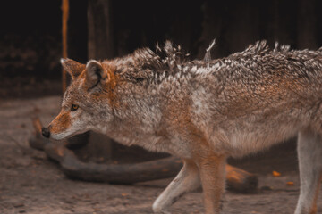 Coyote in Tennessee 