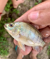 fish in hand