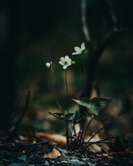 White flower in forest 
