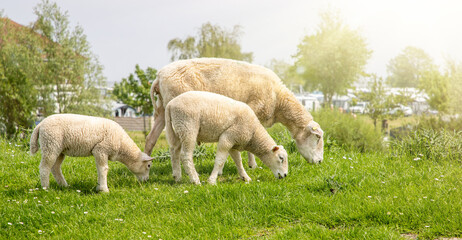 Obraz na płótnie Canvas sheep and lambs on green field under the sunlight
