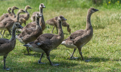 Canadian goose goslings begin to shed baby down - shown here walking together as a group