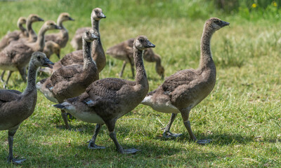 Fototapeta premium Canadian goose goslings begin to shed baby down - shown here walking together as a group