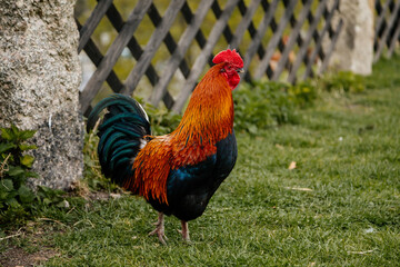 Close up of rooster with bright red comb, mottled yellow and black beak, orange eye, shiny brown feathers, blue-black tail plume pecking around on green grass, chicken in village, countryside