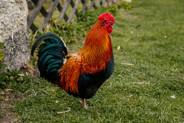 Close up of rooster with bright red comb, mottled yellow and black beak, orange eye, shiny brown feathers, blue-black tail plume pecking around on green grass, chicken in village, countryside