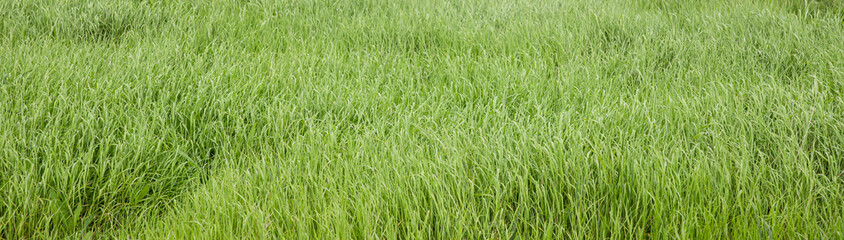 Obraz premium background of green grass field