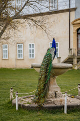 Fototapeta premium Closeup portrait of peacock with feathers walking in romantic park, bird with beautiful tail sitting on a stone bowl, pattern of colorful tail feathers eyes, garden near Castle Brandys nad Labem