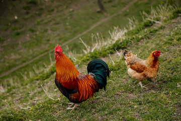Naklejka na ściany i meble Close up of rooster with bright red comb and hen, mottled yellow and black beak, orange shiny brown feathers, blue-black tail plume pecking around on green grass, chicken in village, countryside