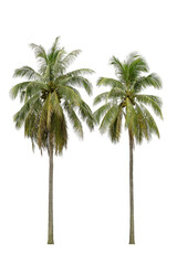 Isolated coconut tree on white background. The collection of coconut trees.perfume.