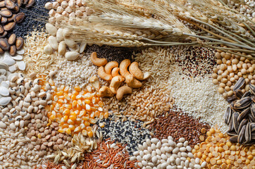 Variety kind of dry organic cereal and grain seeds pile with dry wheat ear, for healthy or clean...