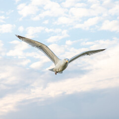 Obraz na płótnie Canvas seagull flying in the sky