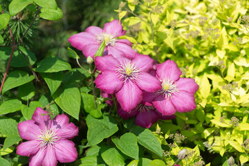 deep pink clematis (ranunculaceae) blooms in a curb-side garden bed