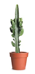 Glasschilderij Cactus in pot Beautiful cactus in pot isolated on white