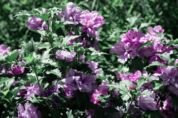 Close up view of  a magenta and purple bouquet of flowers