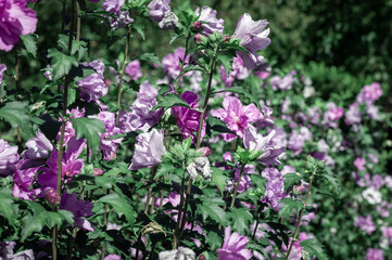 Close up view of  a magenta and purple bouquet of flowers