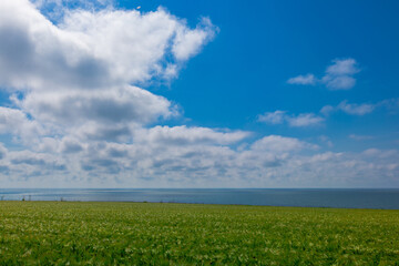 Fototapeta na wymiar field on a sunny day against the backdrop of a cloudy sky