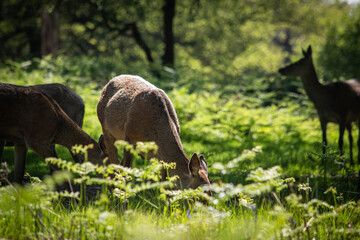 deer in the meadow