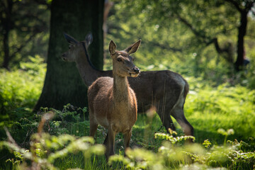 deer in the wood