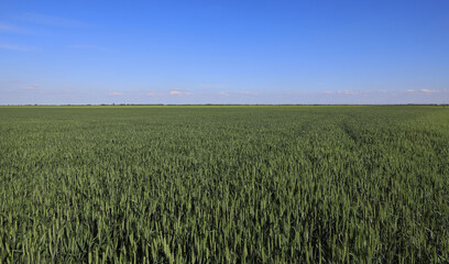 Green wheat plants field in early spring with clear blue sky