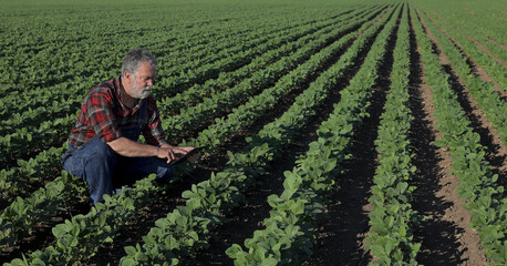 Farmer or agronomist in green soybean field examining crop using tablet