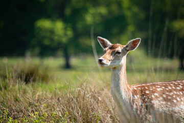 deer in the grass