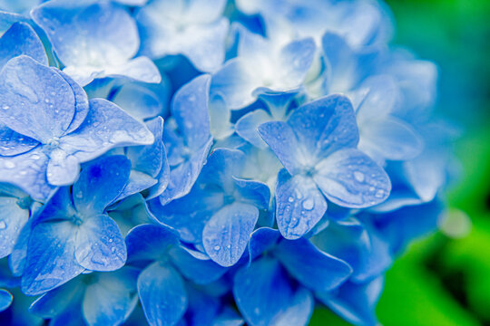 青い紫陽花 © nagi