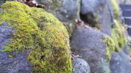 moss on stone