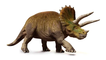 Poster Triceratops horridus, walking dinosaur isolated with shadow on white background © dottedyeti