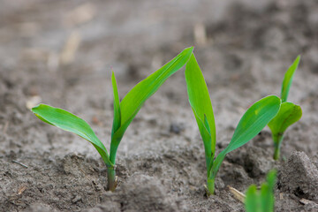 A small plant in soil, corn leaves, green sprout. Ecology, environmental protection. Greenhouse work. corn seedlings in field, small plants. spring, start of work, agriculture, close-up