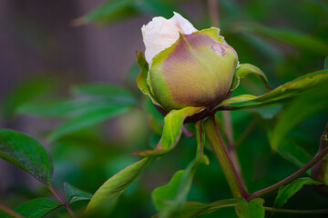 Fototapeta premium Paeonia bud. Close-up of bud and green leaves on a pink peony bush in the garden, paeonia lactiflora. late spring or early summer. floral natural background