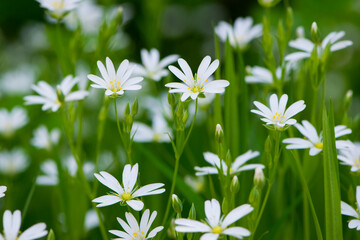 Stellaria holostea. delicate forest flowers of the chickweed, Stellaria holostea or Echte Sternmiere. floral background. white flowers on a natural green background. close-up