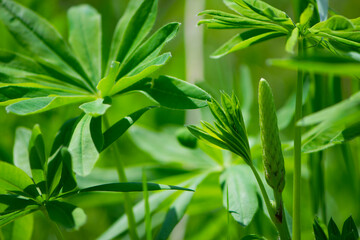 green leaves of Lupinus polyphyllus with soft sunlight in the garden, Large-leaved lupine, Vaste lupine, plant is a species of lupin, Nature floral background. green spring or summer background