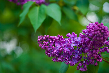 Lilac blossom flowers spring view. Spring lilac flowers. Lilac blooms. A beautiful bunch of lilac. floral spring background. delicate fragrant flowers, in the garden or park. close-up