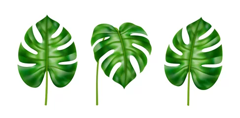 Fotobehang Exotic foliage of plants, houseplant in tropical style. Isolated leaves set in different positions. Summer and spring botany of jungles and subtropical climate forests. Realistic 3d cartoon vector © Sensvector