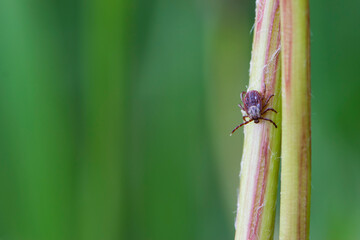 mite. Acari sitting on a dandelion stalk. Ixoid mite. macro photo of insect, parasite. spreads infectious diseases. tick isolated on blurred green background. space for text, close-up