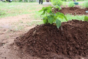 Planting eggplant trees with organic system for use in non-toxic food