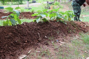 Planting eggplant trees with organic system for use in non-toxic food
