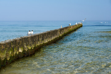 Terns sitting on a wooden breakwater on the coast of the Baltic Sea