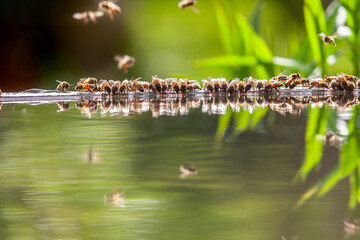 Apiculture - Groupe d'abeilles buvant dans un bassin rempli d'eau