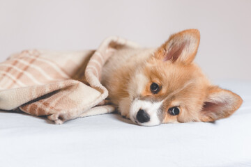 Pembroke Welsh  Cute little sleepy Corgi puppy is lying on the couch. Top horizontal view copyspace  pet taking care and adoption concept. Beautiful fluffy and furry puppy.