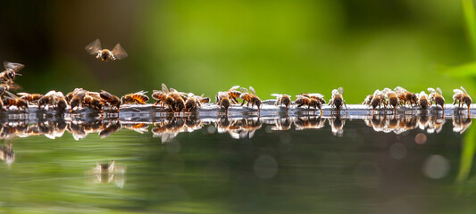 Apiculture - Groupe d'abeilles buvant dans un bassin rempli d'eau
