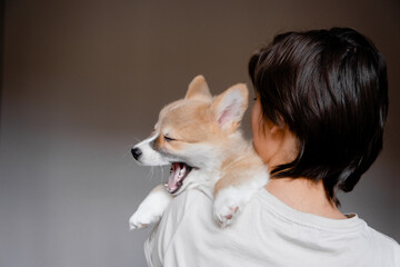 Fototapeta na wymiar Young female holding Cute little Pembroke Welsh Corgi puppy. Taking care and adopting pets concept. Lifestyle minimalism and simplisity