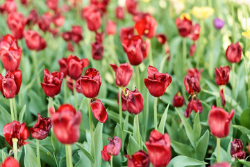 Bright flowers of tulips on a tulip field on a sunny morning